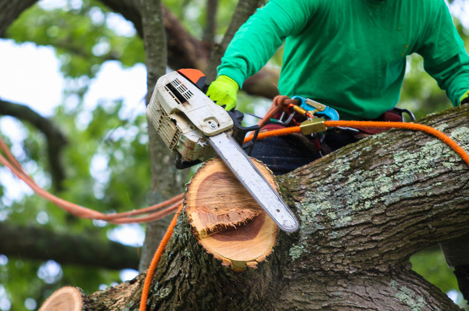 Tree removal